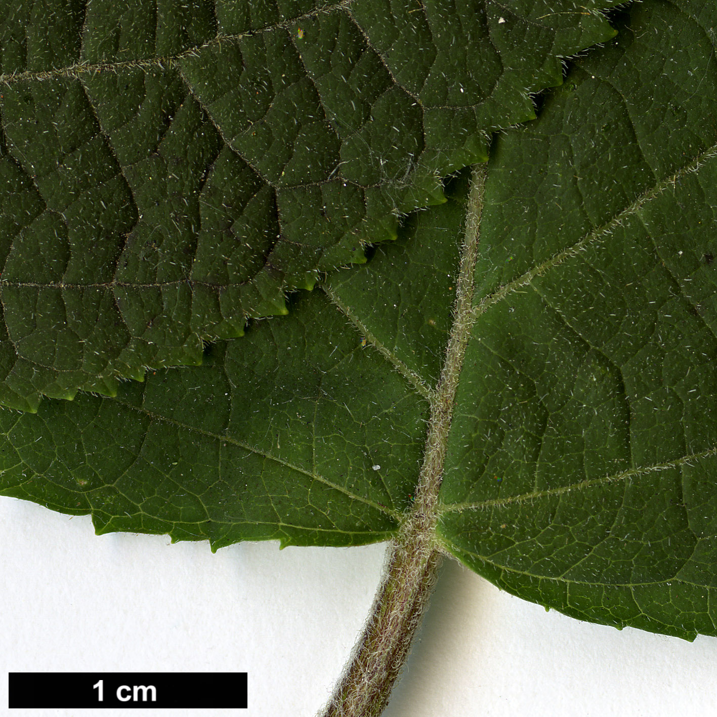 High resolution image: Family: Hydrangeaceae - Genus: Hydrangea - Taxon: arborescens - SpeciesSub: subsp. discolor